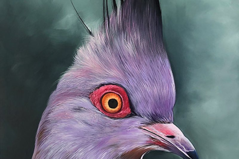 36 Crested bird