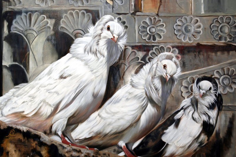 40 Persian Pigeons
